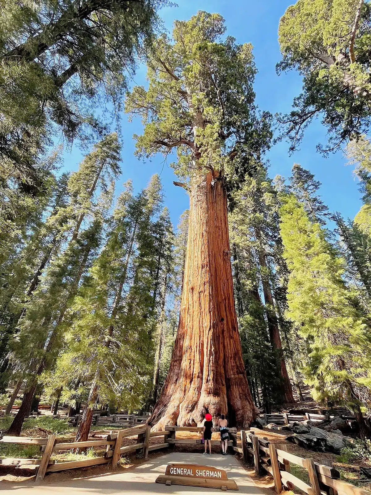 Sequoia National Park