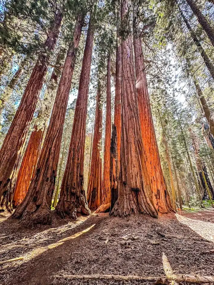 Sequoia & Kings Canyon National Parks