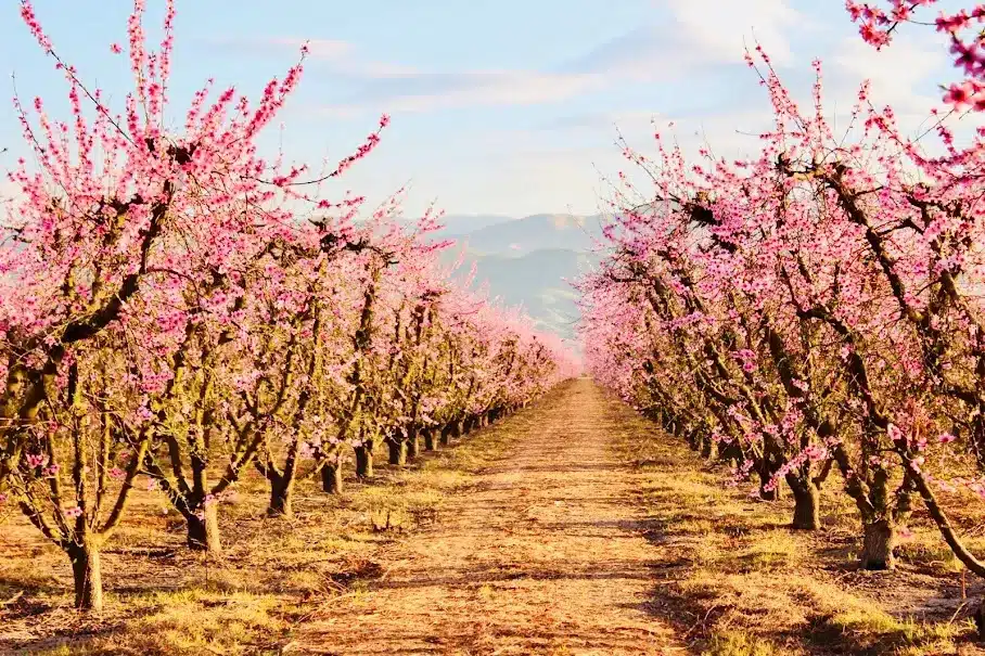 The Fresno Blossom Trail