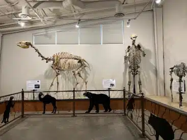 Chowchilla Museum and Historical Society