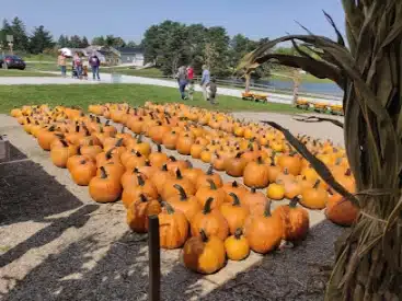 Harvest Festival in Patterson